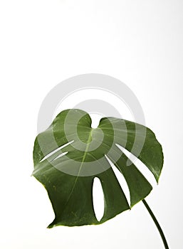 Single leaf of Monstera deliciosa palm plant