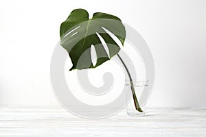 Single leaf of Monstera deliciosa palm plant