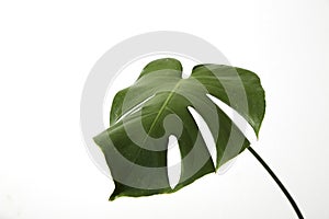 Single leaf of Monstera deliciosa palm plant