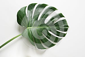 Single leaf of Monstera plant on white background. Close up, isolated with copy space.