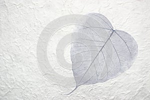 Single leaf in paper