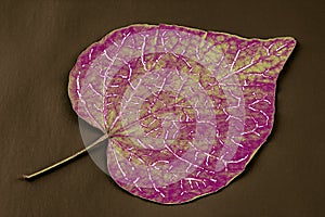 Leaf with pattern drawn on it.
