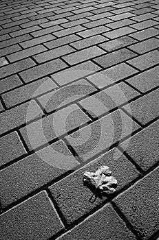 Single leaf on pavement