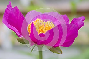 Single Leaf Pink Peony