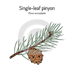 Single-leaf pinyon Pinus monophylla , state tree of Nevada