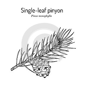 Single-leaf pinyon Pinus monophylla , state tree of Nevada photo