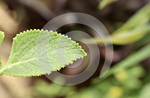 A single leaf of Plectranthus amboinicus or Mexican mint plant in a b