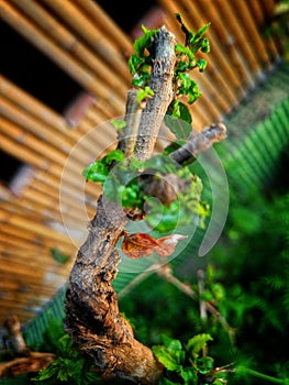 A single leaf resting gracefully on a delicate branch