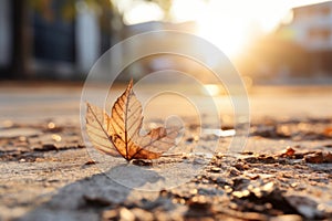 a single leaf sits on the ground in front of a building