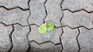 Single leaf on a stone path photo