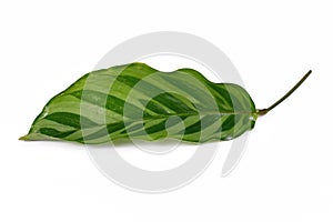 Single leaf of tropical `Calathea Concinna Freddie` house plant on white background