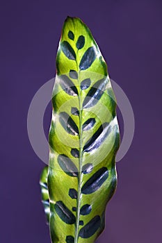 Single leaf of tropical `Calathea Lancifolia` plant, also called `Rattlesnake Plant` with exotic dot pattern on purple background