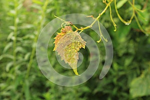 Single leaf on a wild grape vine