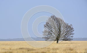 Single leafless bare tree in field