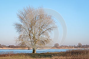 Single leafless tree on the banks of a Dutch river