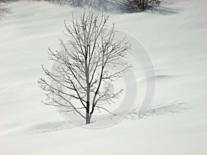 Single leafless tree in a snow hill