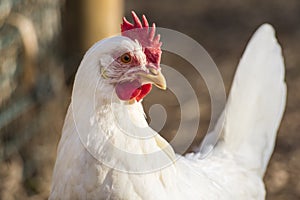 Single Leghorn chicken close up, in a free range farm. photo
