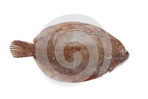 Single Lemon sole fish