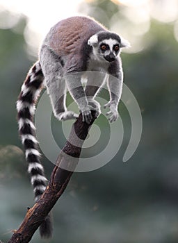 Single Lemur Katta - Ring-tailed Lemur in zoological garden