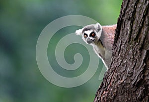 Single Lemur Katta - Ring-tailed Lemur in zoological garden