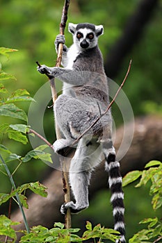 Single Lemur Katta - Ring-tailed Lemur in zoological garden photo
