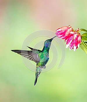 Single Lesser Violetear or mountain violet-ear with metalic reflecting feathers photo