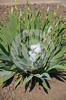 Single light blue flower of iris germanica