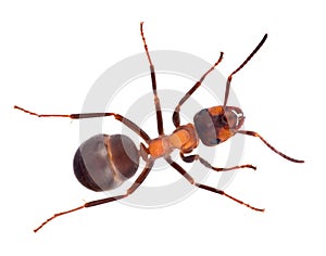 Single light brown forest ant on white