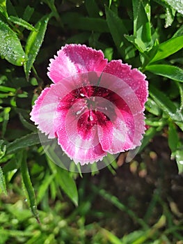 A dark Pink Dianthus Clavel with dew drops. Un clavel rosado oscuro con gotas de rocÃÂ­o photo