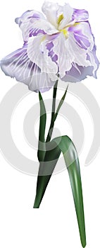 Single light lilac iris isolated on white