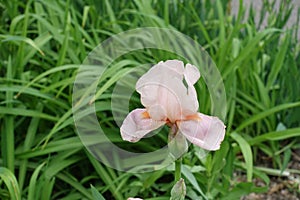 Single light pink flower of Iris germanica in May