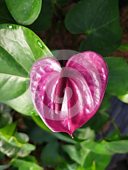 A single lilac Anthurium flowers. Un flor Anturiana morada photo