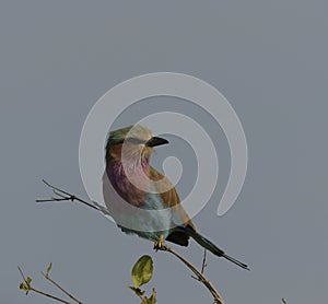 Single lilac brested Roller bird, Coraciidae