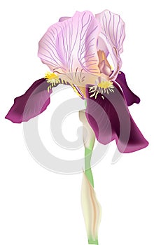 Single lilac iris isolated on white