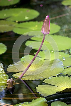 Single lily pod flower from Grand Cayman Islands