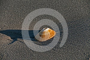 Single Limpet Shell 11346 photo