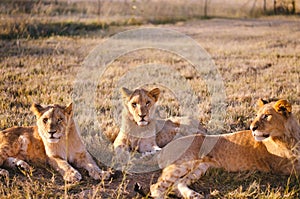 A single lion cub looking away from the camera