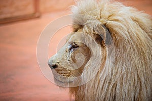 Single lion looking regal standing proudly photo