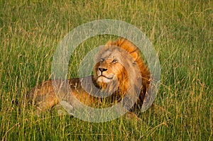 Single lion in sunset light on african savannah