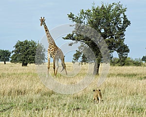 Single lioness stalking a giraffe