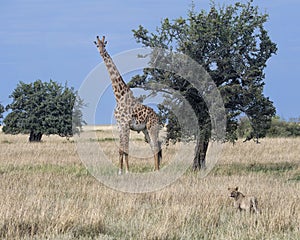 Single lioness stalking a giraffe