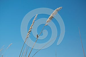 Single, little black bird on reed with blue sky background. Birdwatching in the okovango river delta, Botswana