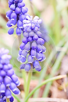 Single of little blue muscaries flowers in the garden