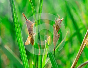 Single little brown grasshooper sitting in a grass