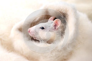 Single little cute decorative rat pet on white fluffy background.