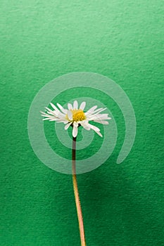 Single little daisy flower on dark green textured background