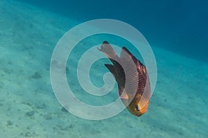 single little fish in a bay with clear water and sand at the bottom in egypt