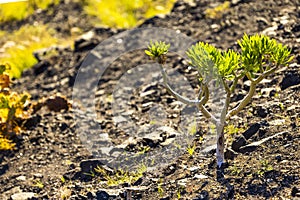 Life amidst the rocks: The resilience of mountain grass