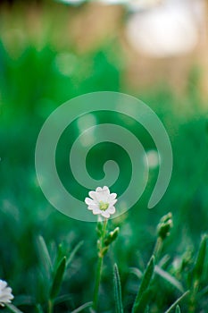 Single little small white flower in green grass bokeh