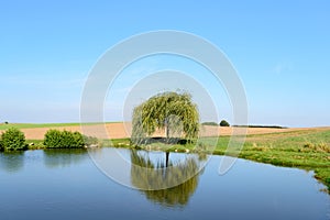 Single little weeping willow tree near pond